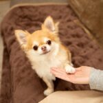 犬に『オテ』を覚えさせる3つのメリット　愛犬にもたらす影響からトレーニングのコツまで(ブログ)