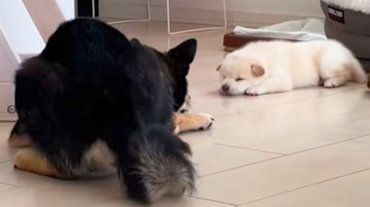 自分の子どもを見つめる父犬→我が子が可愛すぎて…親バカすぎる『まさかの行動』が137万再生「静かに暴れてるｗ」「可愛いが渋滞」と大絶賛(ブログ)