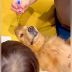 目薬が苦手な『2歳の男の子』→大型犬が『お手本』を見せた結果…まさかの展開が39万表示「協力的すぎるｗｗ」「立派なお兄ちゃん」と反響(ブログ)