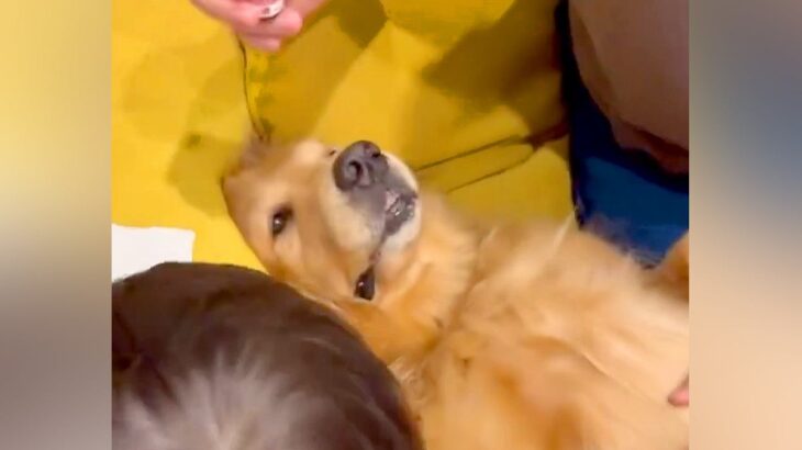 目薬が苦手な『2歳の男の子』→大型犬が『お手本』を見せた結果…まさかの展開が39万表示「協力的すぎるｗｗ」「立派なお兄ちゃん」と反響(ブログ)