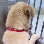 行き先がなかった『野犬の男の子』を保護→不安で壁を登って逃げようと…涙が出る『1ヶ月半後の表情』が23万再生「変化に泣けた」「素敵すぎ」(ブログ)