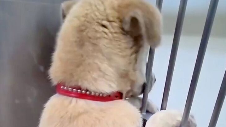 行き先がなかった『野犬の男の子』を保護→不安で壁を登って逃げようと…涙が出る『1ヶ月半後の表情』が23万再生「変化に泣けた」「素敵すぎ」(ブログ)