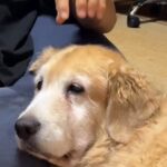 隣にいる大型犬の頭を撫でたあと『知らんぷり』してみた結果…気付いた瞬間見せた『尊いリアクション』が26万再生「なんて幸せ」「家族って感じ」(ブログ)