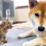 初めて会った犬に威嚇する子猫→『怖がらせないように』と…涙が溢れてくる『まさかの神対応』が150万再生「なんでこんな賢いの」「優しすぎ」(ブログ)