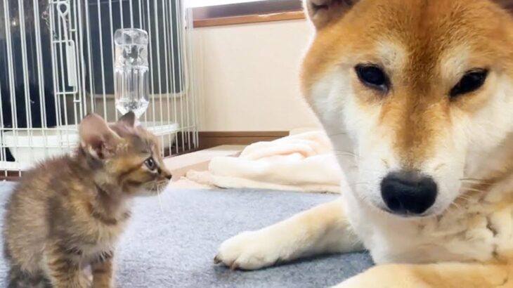 初めて会った犬に威嚇する子猫→『怖がらせないように』と…涙が溢れてくる『まさかの神対応』が150万再生「なんでこんな賢いの」「優しすぎ」(ブログ)