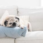 犬が『放っておいて』と思っているときのサイン５選　構いすぎはNG？干渉しすぎることのデメリットまで(ブログ)