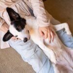 『嫉妬深い犬』特徴3選　ヤキモチを焼いてしまうシチュエーションやお世話の注意点とは？(ブログ)