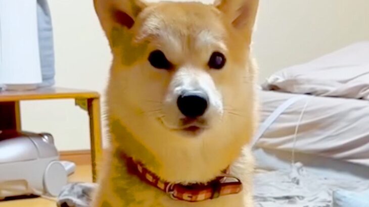 用事があったので、猫を飼っている友人に『犬を預けた』結果→帰ってきたら…衝撃的な『まさかの行動』が194万再生「ネコ科の柴犬で草」(ブログ)