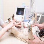 犬のできもの｜「イボ」や「腫瘍」など紛らわしい名前の違いについて解説【獣医師執筆】(ブログ)