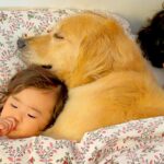 女の子とパパが寝ようとしたら、大型犬も『一緒に寝たい』とおねだりしてきて…少し切ない『まさかの光景』が33万再生「パパｗ」「愛溢れてる」(ブログ)