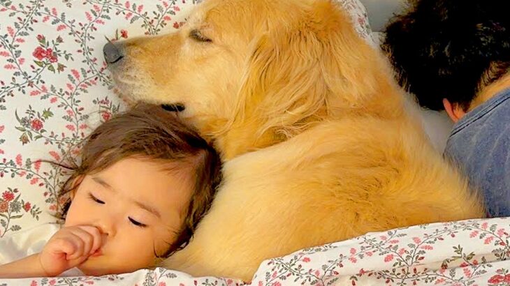女の子とパパが寝ようとしたら、大型犬も『一緒に寝たい』とおねだりしてきて…少し切ない『まさかの光景』が33万再生「パパｗ」「愛溢れてる」(ブログ)
