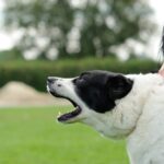 その「吠え」…改善の鍵は「お留守番練習」にあった！犬が吠える理由と対策を現役ドッグトレーナーが徹底解説(ブログ)