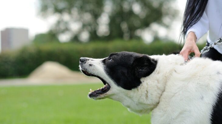 その「吠え」…改善の鍵は「お留守番練習」にあった！犬が吠える理由と対策を現役ドッグトレーナーが徹底解説(ブログ)