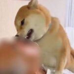 『許してくれ…！』帰宅したお父さん→犬がお出迎えをして…思った以上に激しい『おかえりなさいの儀式』に１万いいね『溺れかけてて草」と絶賛(ブログ)