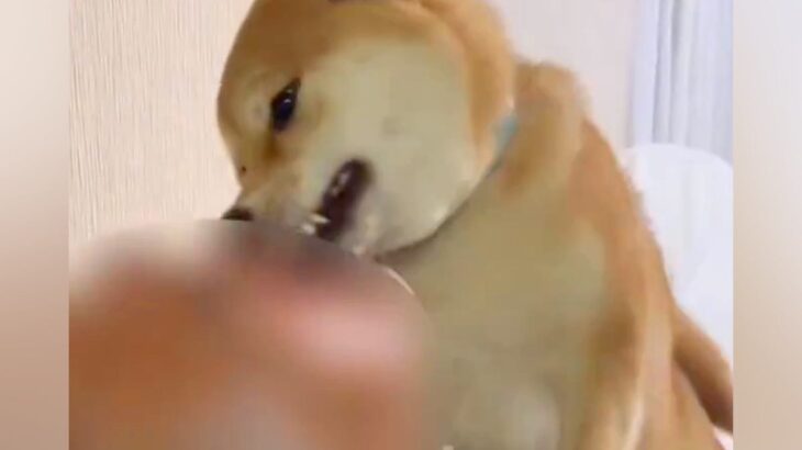 『許してくれ…！』帰宅したお父さん→犬がお出迎えをして…思った以上に激しい『おかえりなさいの儀式』に１万いいね『溺れかけてて草」と絶賛(ブログ)
