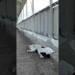 寝相の悪い猫(YouTube)