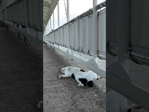 寝相の悪い猫(YouTube)