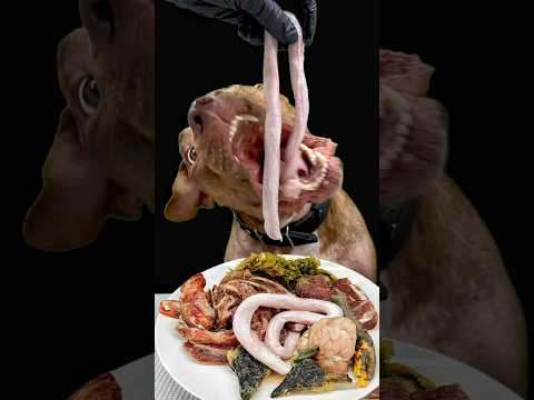 食欲の秋が止まらない犬🤣(YouTube)