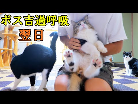 急に過呼吸＆ぐったりしてしまったボス吉、翌日に様子を見に行くと‥(YouTube)