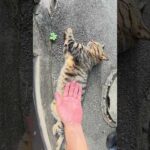 路地裏でキジトラ猫が伸びていた #猫 #ねこ #cat(YouTube)