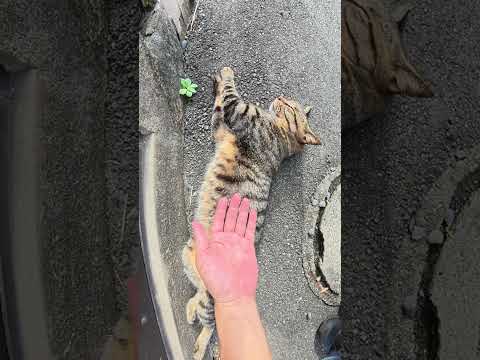路地裏でキジトラ猫が伸びていた #猫 #ねこ #cat(YouTube)