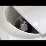 言い訳しても許してもらえないことしてしまった猫(YouTube)