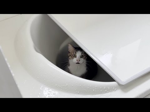 言い訳しても許してもらえないことしてしまった猫(YouTube)