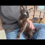 生まれて初めて人間のひざに乗せられた黒子猫ちゃんの反応・・・(YouTube)
