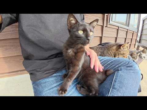 生まれて初めて人間のひざに乗せられた黒子猫ちゃんの反応・・・(YouTube)