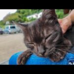 島を一周して戻ってきたら…港の猫たち全員お昼寝タイムでした🐾💤(YouTube)