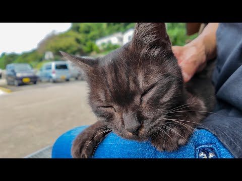 島を一周して戻ってきたら…港の猫たち全員お昼寝タイムでした🐾💤(YouTube)