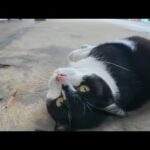 雨宿りに入った漁港で出会った猫がかわいすぎた(YouTube)