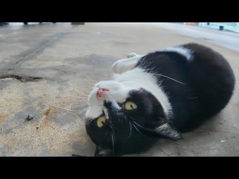 雨宿りに入った漁港で出会った猫がかわいすぎた(YouTube)
