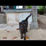 神社に行くと手水舎から黒猫ちゃんが出てきました(YouTube)