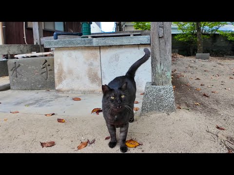神社に行くと手水舎から黒猫ちゃんが出てきました(YouTube)