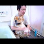 チャウチャウ犬を洗う(YouTube)