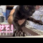 助けて！ 初めての病院  ベタ慣れで棄てられた子猫 リリ   2025 10 14 2(YouTube)