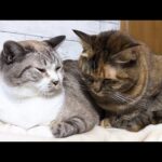 【犬猫の大家族】大きくなっても先輩猫の前では子猫になる後輩猫が可愛すぎます(YouTube)