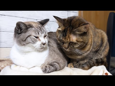 【犬猫の大家族】大きくなっても先輩猫の前では子猫になる後輩猫が可愛すぎます(YouTube)