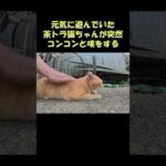 元気に遊んでいた茶トラ猫ちゃんが突然コンコンと咳をする #猫 #ねこ #cat(YouTube)