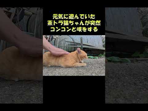 元気に遊んでいた茶トラ猫ちゃんが突然コンコンと咳をする #猫 #ねこ #cat(YouTube)