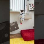 おもちゃは取れたかな⁉︎ #cats(YouTube)