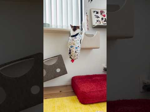 おもちゃは取れたかな⁉︎ #cats(YouTube)