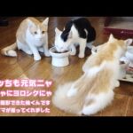 オレッちも元気！みんにゃによろしくニャ  新しいママが撮ってくれたからサムネだけ  From  柚（ユウ）  2025 10 01 2(YouTube)