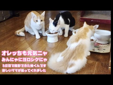オレッちも元気！みんにゃによろしくニャ  新しいママが撮ってくれたからサムネだけ  From  柚（ユウ）  2025 10 01 2(YouTube)