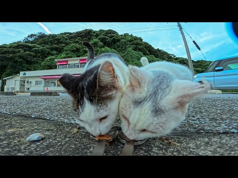 夕方の港に頭にλ模様の猫ちゃんとなかよしのキジ白猫ちゃんがいたのでちゅーるをやってきた(YouTube)
