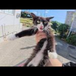 ちょっとビビりな美猫兄弟をモフりまくって親睦を深める(YouTube)