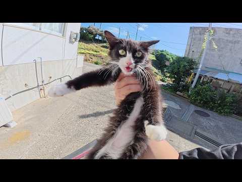 ちょっとビビりな美猫兄弟をモフりまくって親睦を深める(YouTube)