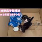 団地野良子猫姉妹  やっと保護することができました  2025 10 23 3(YouTube)