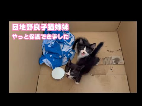 団地野良子猫姉妹  やっと保護することができました  2025 10 23 3(YouTube)